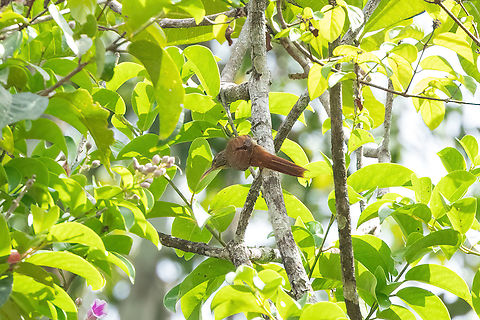 Guianan Woodcreeper (Lepidocolaptes albolineatus) Roche Corail, French Guiana. Nov 27, 2023 Fall,French Guiana,Geotagged,Guianan woodcreeper,Lepidocolaptes albolineatus