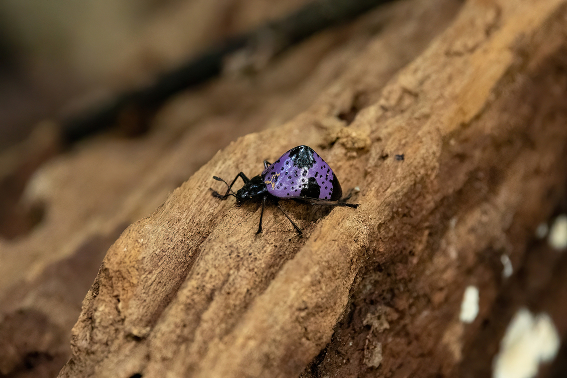 Cypherotylus dromedarius (Erotylidae) Kourou, French Guiana. Nov 27, 2023 Cypherotylus dromedarius,Fall,French Guiana,Geotagged