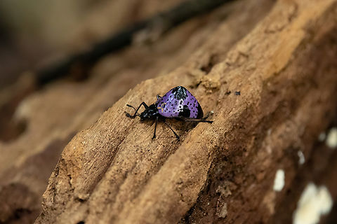 Cypherotylus dromedarius (Erotylidae) Kourou, French Guiana. Nov 27, 2023 Cypherotylus dromedarius,Fall,French Guiana,Geotagged