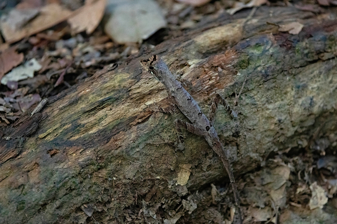 Goldenscale Anole (Anolis chrysolepis) Kourou, French Guiana. Nov 27, 2023 Anolis chrysolepis,Fall,French Guiana,Geotagged