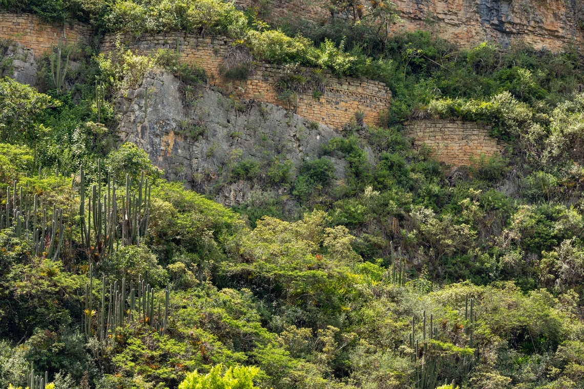 Espostoa utcubambensis (Cactaceae) Ruins of Macro, Amazonas, Peru. May 8, 2023 Espostoa utcubambensis,Fall,Geotagged,Peru