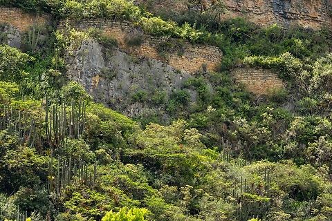 Espostoa utcubambensis