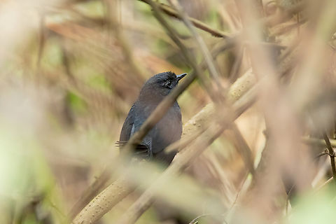 Utcubamba tapaculo