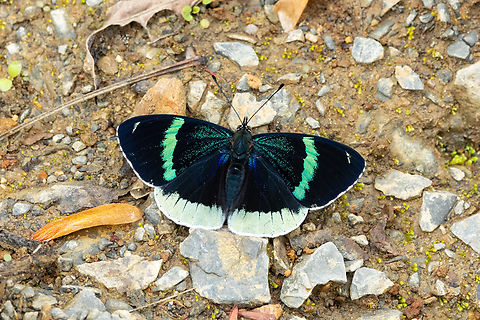 Perisama bomplandii (Nymphalidae) Choctamal, Amazonas, Peru. Oct 15, 2023 Geotagged,Perisama bomplandii,Peru,Spring