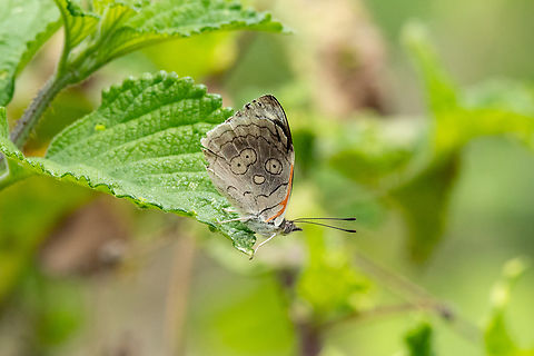 Diaethria ceryx (Nymphalidae) Amazilia Bioreserva, Amazonas, Peru. Oct 8, 2023 Diaethria ceryx,Geotagged,Peru,Spring