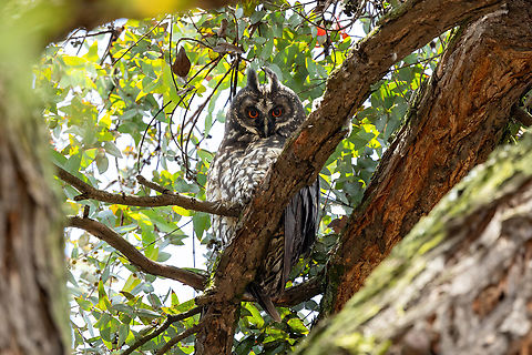 Stygian owl (Asio stygius) Bogota, Colombia. Jul 6, 2023 Asio stygius,Colombia,Geotagged,Stygian owl,Summer