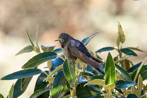 Blue-mantled thornbill (Chalcostigma stanleyi) Laguna Llaca, Ancash, Peru. Jul 22, 2023 Blue-mantled thornbill,Chalcostigma stanleyi,Geotagged,Peru,Winter