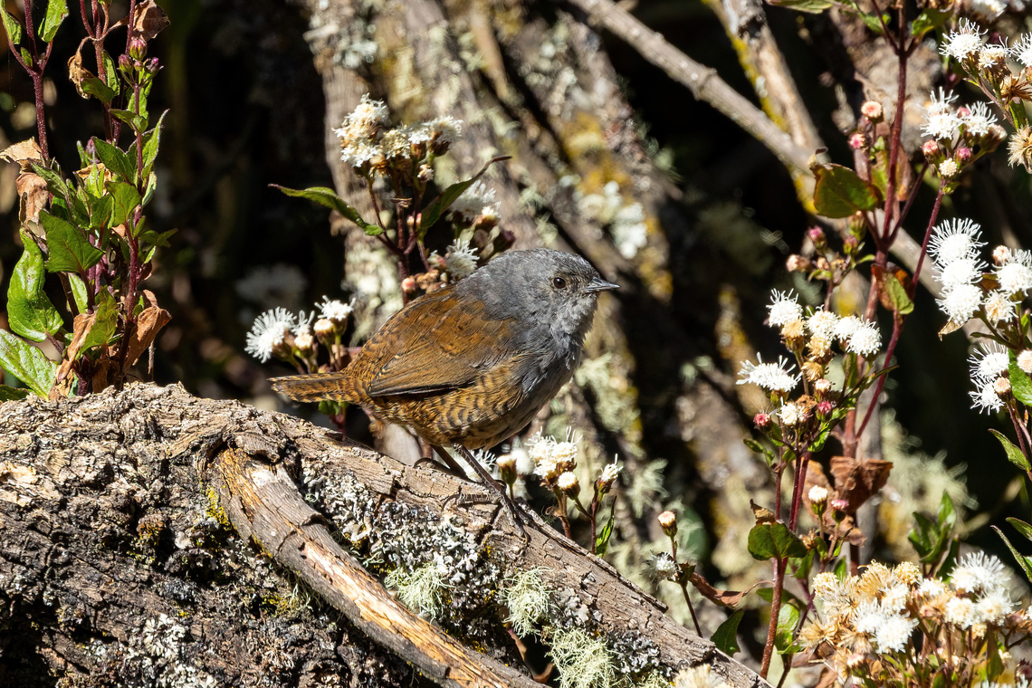 Ancash tapaculo (Scytalopus affinis) Quebrada Llaca, Ancash, Peru. Jul 22, 2023 Ancash tapaculo,Geotagged,Peru,Scytalopus affinis,Winter