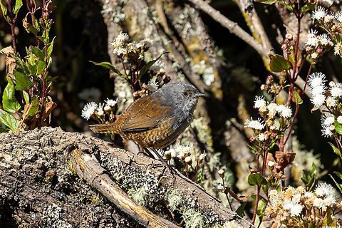 Ancash tapaculo