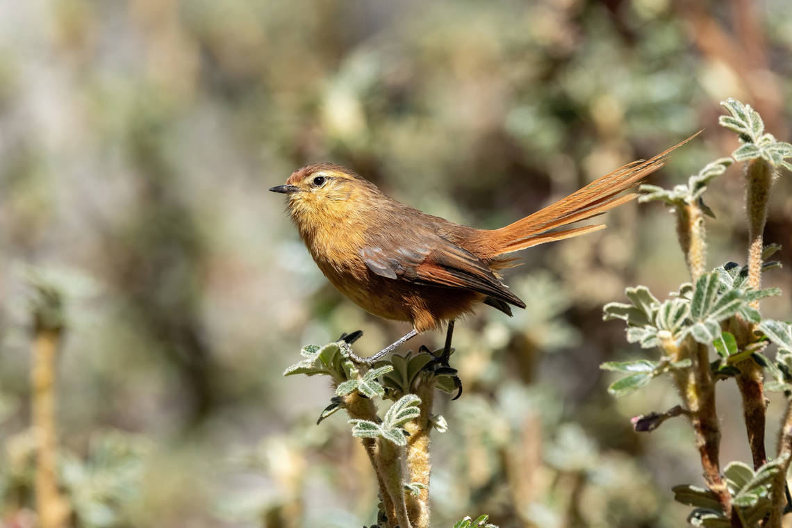 Tawny Tit-Spinetail (Sylviorthorhynchus yanacensis) Quebrada Llaca, Ancash, Peru. Jul 22, 2023 Geotagged,Peru,Sylviorthorhynchus yanacensis,Tawny tit-spinetail,Winter