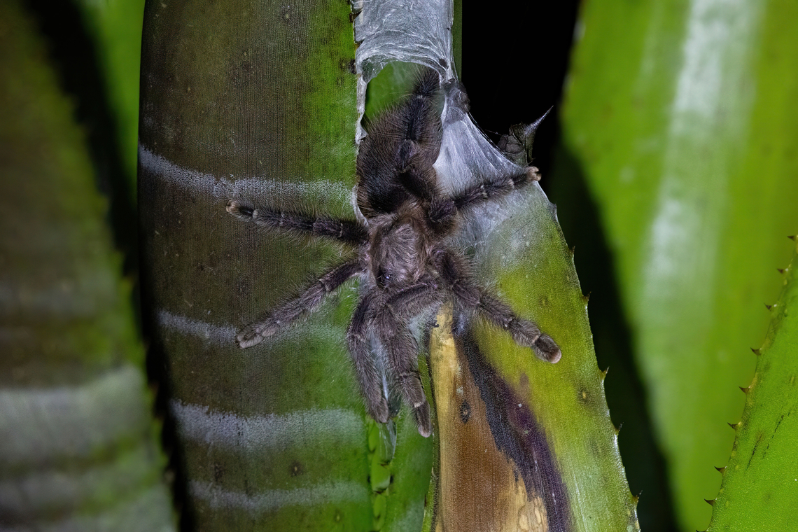 Avicularia merianae (Theraphosidae) Shimiyacu Lodge, San Martin, Peru. Jan 25, 2024 Avicularia merianae,Geotagged,Peru,Summer