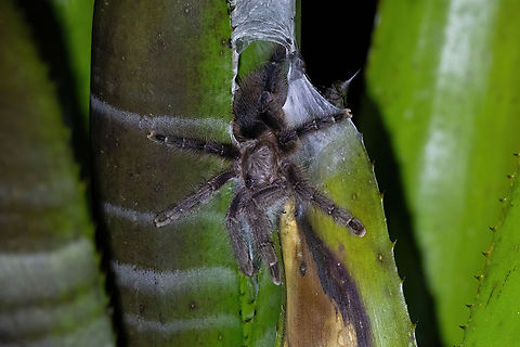 Avicularia merianae (Theraphosidae) Shimiyacu Lodge, San Martin, Peru. Jan 25, 2024 Avicularia merianae,Geotagged,Peru,Summer
