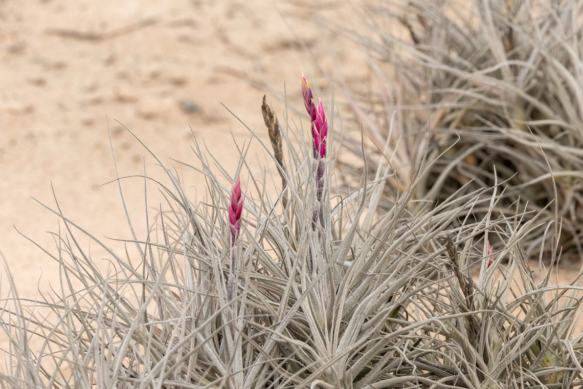 Tillandsia marconae (Bromeliaceae) Poconchile, Arica y Parinacota, Chile. Feb 20, 2024 Chile,Geotagged,Summer,Tillandsia marconae