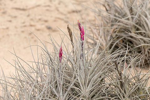 Tillandsia marconae (Bromeliaceae) Poconchile, Arica y Parinacota, Chile. Feb 20, 2024 Chile,Geotagged,Summer,Tillandsia marconae