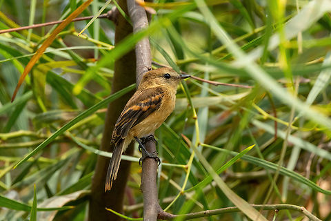 Rufescent flycatcher (Myiophobus rufescens) San Miguel de Azapa, Arica y Parinacota, Chile. Feb 20, 2024 Chile,Geotagged,Myiophobus rufescens,Rufescent flycatcher,Summer