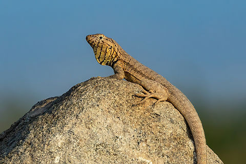 Yanez's lava lizard