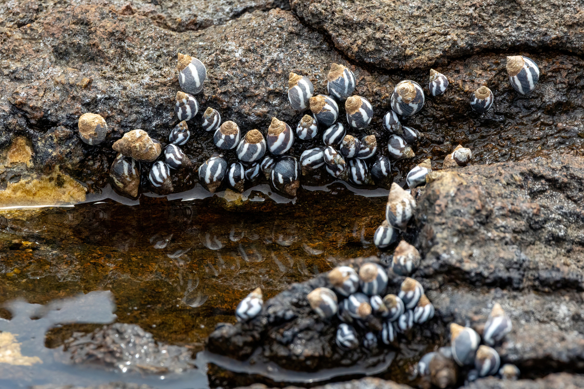 Peruvian Periwinkle (Echinolittorina peruviana) El Alacran, Arica, Chile. Feb 20, 2024 Chile,Echinolittorina peruviana,Geotagged,Summer