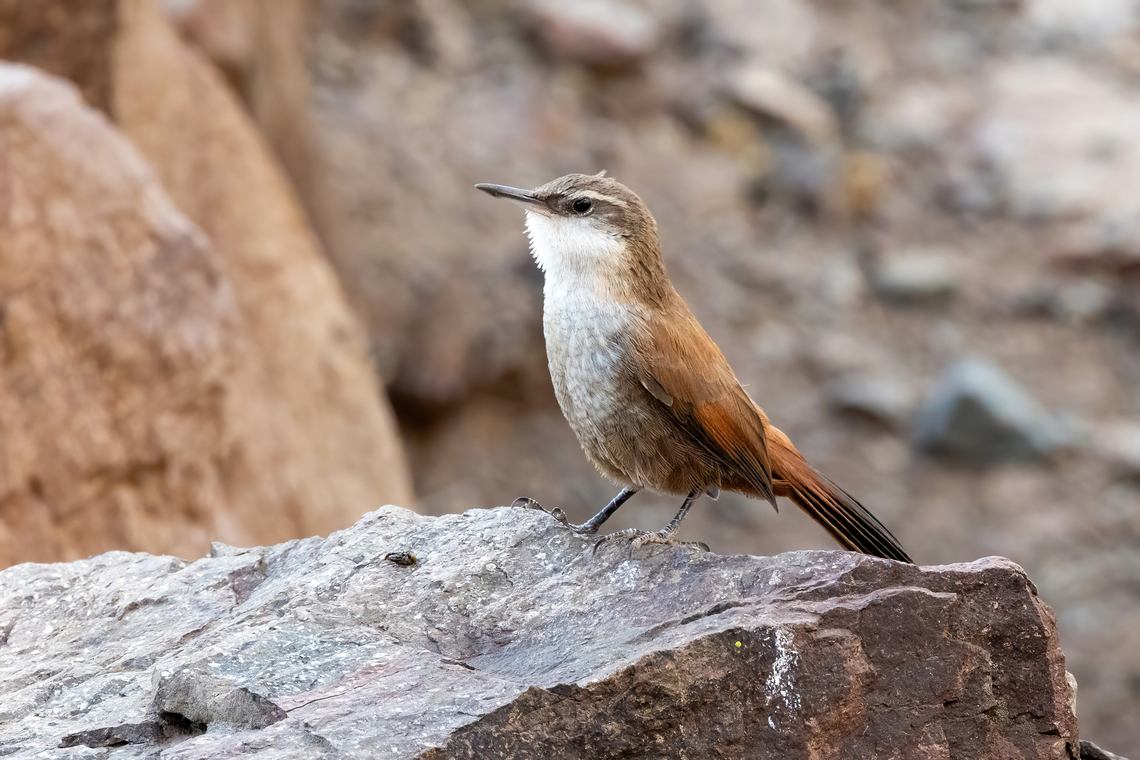 Crag Chilia (Ochetorhynchus melanurus) Cajon del Maipo, Santiago, Chile. 10 feb 2024 Chile,Crag chilia,Geotagged,Ochetorhynchus melanurus,Summer