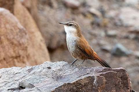 Crag Chilia (Ochetorhynchus melanurus) Cajon del Maipo, Santiago, Chile. 10 feb 2024 Chile,Crag chilia,Geotagged,Ochetorhynchus melanurus,Summer