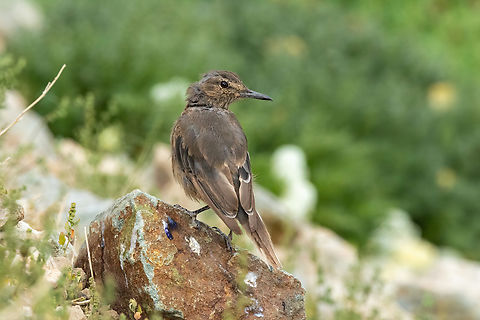Black-billed shrike-tyrant (Agriornis montanus) Embalse El Yeso, Santiago, Chile. 10 feb 2024 Agriornis montanus,Black-billed shrike-tyrant,Chile,Geotagged,Summer