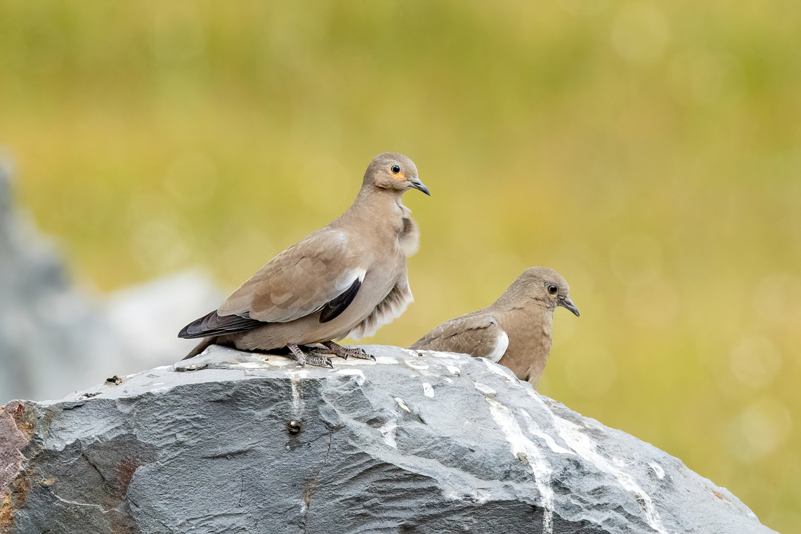 Black-winged ground doves (Metriopelia melanoptera) Embalse El Yeso, Santiago, Chile. 10 feb 2024 Black-winged ground dove,Chile,Geotagged,Metriopelia melanoptera,Summer