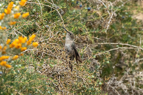 White-sided Hillstar (Oreotrochilus leucopleurus) Embalse El Yeso, Santiago, Chile. 10 feb 2024 Chile,Geotagged,Oreotrochilus leucopleurus,Summer,White-sided hillstar