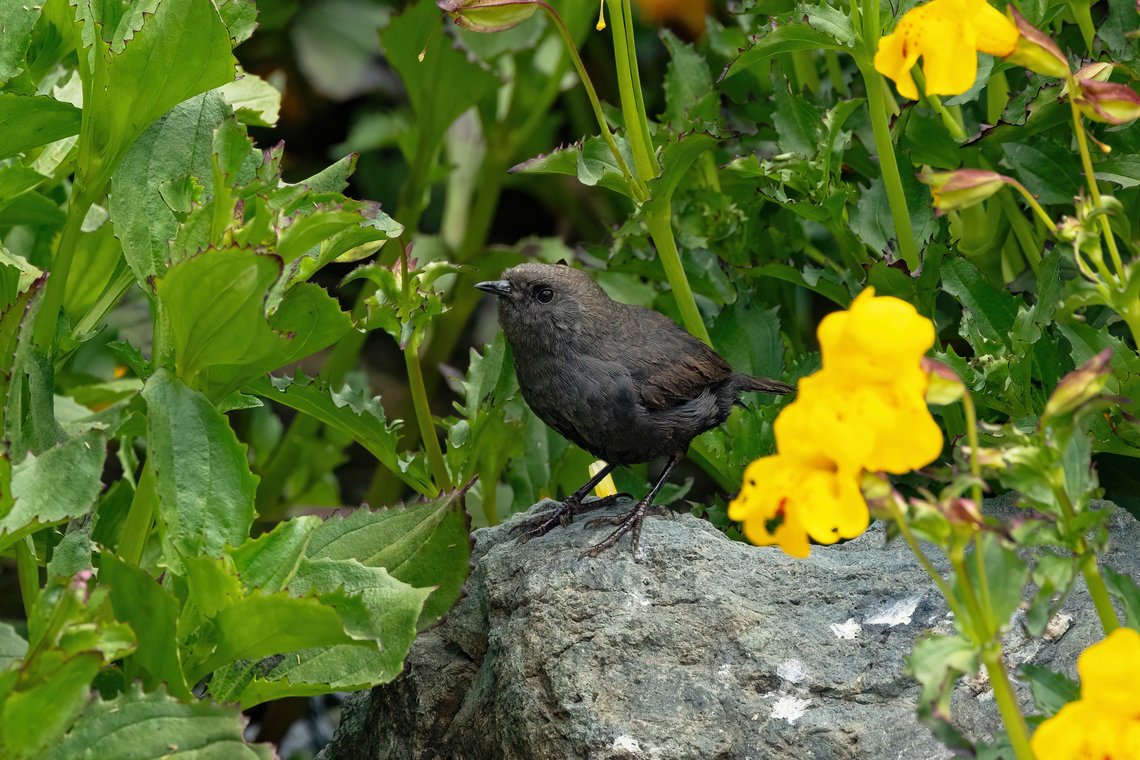Magellanic Tapaculo (Scytalopus magellanicus) Embalse El Yeso, Santiago, Chile. 10 feb 2024 Chile,Geotagged,Magellanic tapaculo,Scytalopus magellanicus,Summer