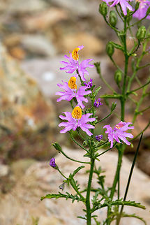 Bright Pink Chilean Butterfly Flower (Schizanthus grahamii) Embalse El Yeso, Santiago, Chile. 10 feb 2024 Chile,Geotagged,Schizanthus grahamii,Summer