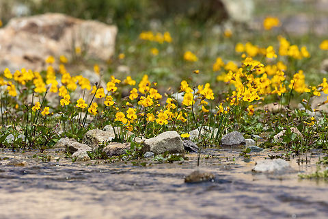 Blood-Drop-Emlets (Erythranthe lutea) Embalse El Yeso, Santiago, Chile. 10 feb 2024 Chile,Erythranthe lutea,Geotagged,Summer