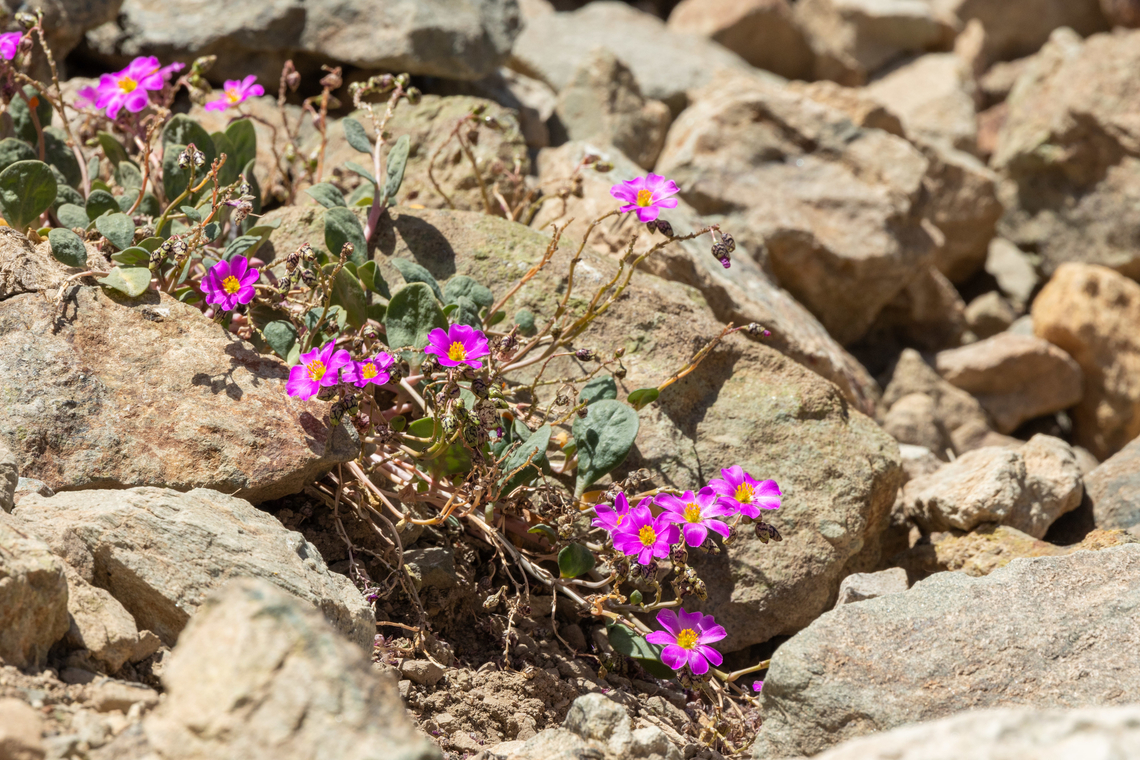 Cistanthe picta (Montiaceae) Embalse El Yeso, Santiago, Chile. 10 feb 2024 Chile,Cistanthe picta,Geotagged,Summer