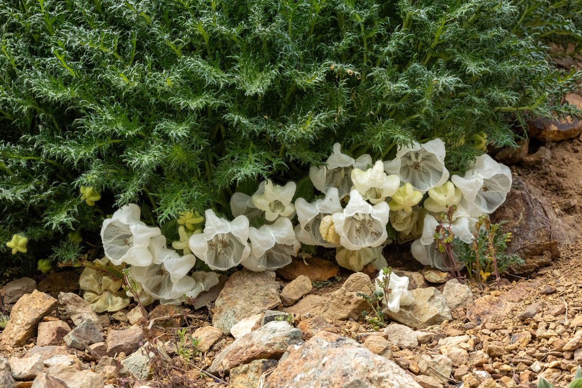 Caiophora coronata (Loasaceae) Embalse El Yeso, Santiago, Chile. 10 feb 2024 Caiophora coronata,Chile,Geotagged,Summer