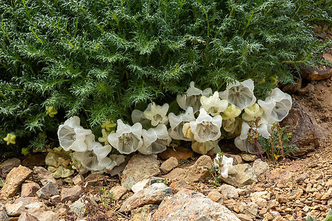 Caiophora coronata (Loasaceae) Embalse El Yeso, Santiago, Chile. 10 feb 2024 Caiophora coronata,Chile,Geotagged,Summer