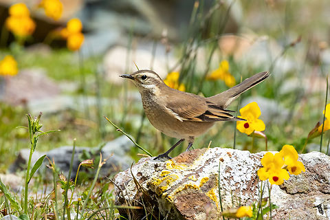 Buff-winged cinclodes (Cinclodes fuscus) Embalse El Yeso, Santiago, Chile. 10 feb 2024 Buff-winged cinclodes,Chile,Cinclodes fuscus,Geotagged,Summer