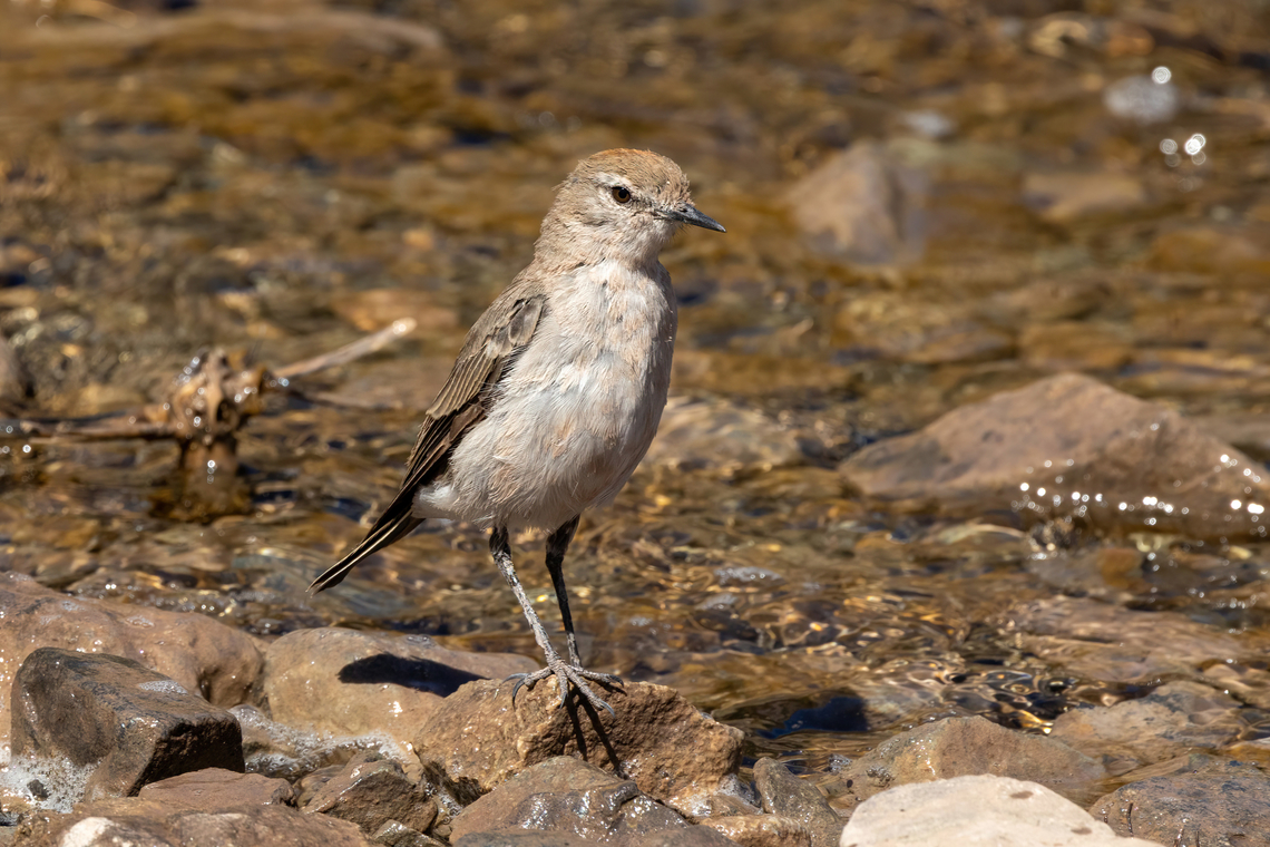 White-browed ground tyrant (Muscisaxicola albilora) Embalse El Yeso, Santiago, Chile. 10 feb 2024 Chile,Geotagged,Muscisaxicola albilora,Summer,White-browed ground tyrant