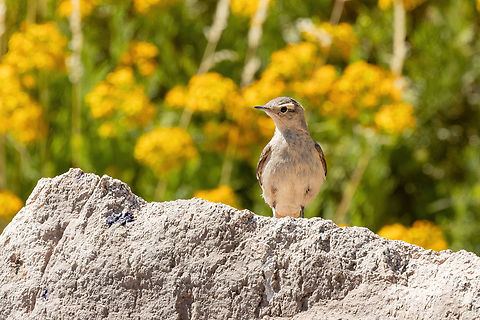 Rufous-banded miner (Geositta rufipennis) Embalse El Yeso, Santiago, Chile. 10 feb 2024 Chile,Geositta rufipennis,Geotagged,Rufous-banded miner,Summer