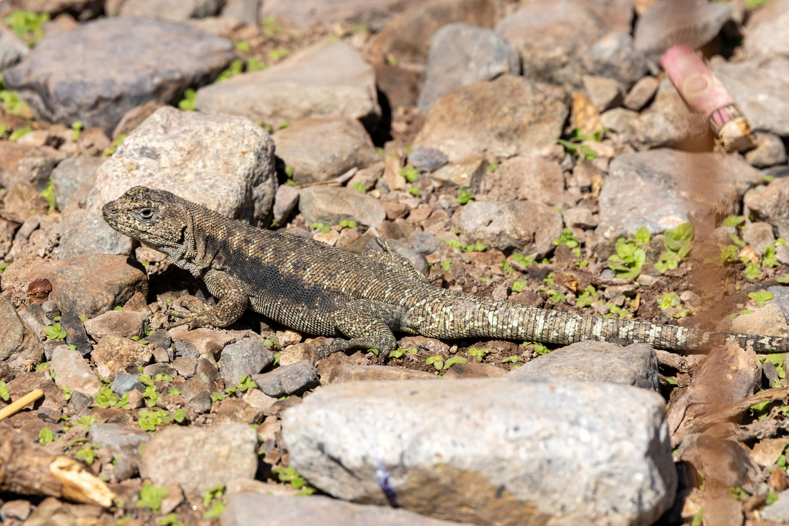 Baños Morales Smooth-throated Lizard (Liolaemus valdesianus) Embalse El Yeso, Santiago, Chile. 10 feb 2024 Chile,Geotagged,Liolaemus valdesianus,Summer