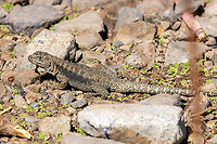 Ba&ntilde;os Morales Smooth-throated Lizard (Liolaemus valdesianus) Embalse El Yeso, Santiago, Chile. 10 feb 2024 Chile,Geotagged,Liolaemus valdesianus,Summer