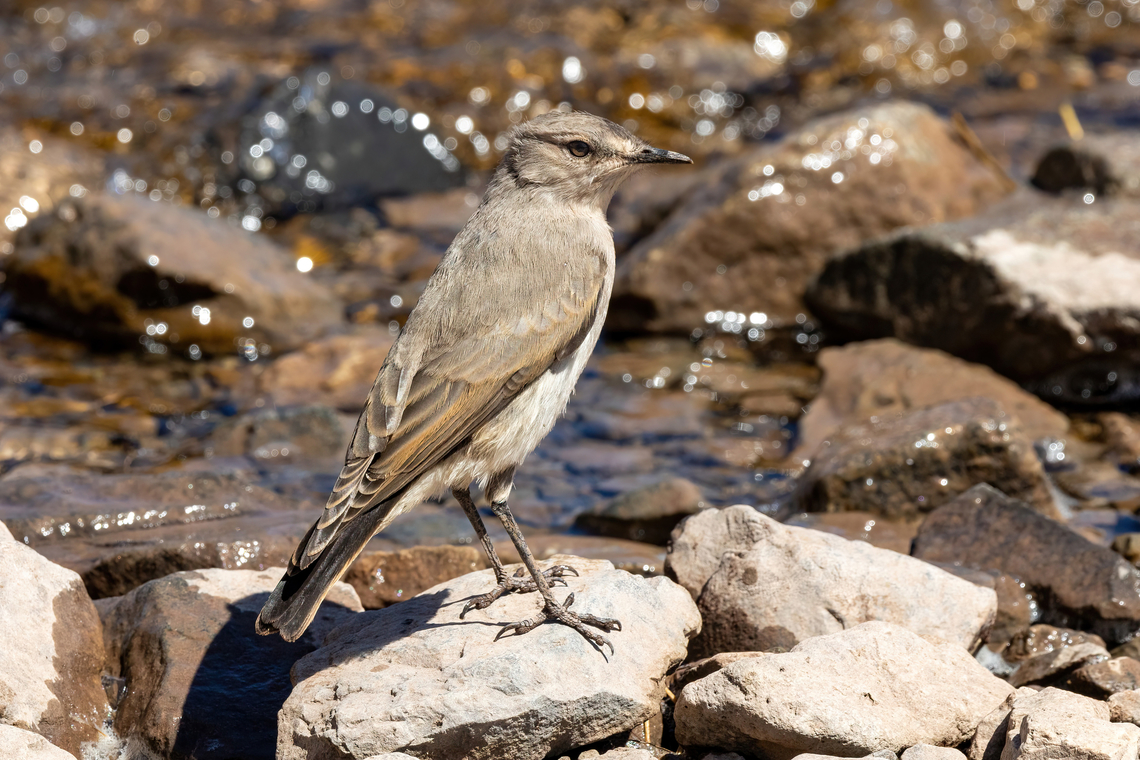 Black-fronted ground tyrant (Muscisaxicola frontalis) Embalse El Yeso, Santiago, Chile. 10 feb 2024 Black-fronted ground tyrant,Chile,Geotagged,Muscisaxicola frontalis,Summer
