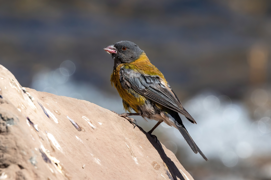 Grey-hooded sierra finch (Phrygilus gayi) Embalse El Yeso, Santiago, Chile. 10 feb 2024 Chile,Geotagged,Grey-hooded sierra finch,Phrygilus gayi,Summer