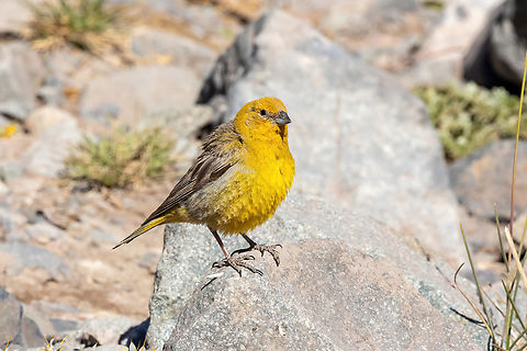 Greater yellow finch
