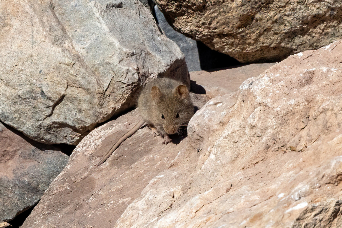 Andean Altiplano Mouse (Abrothrix andina) Embalse El Yeso, Santiago, Chile. 10 feb 2024 Abrothrix andina,Chile,Geotagged,Summer