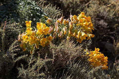 Wreath Nasturtium (Tropaeolum polyphyllum) Embalse El Yeso, Santiago, Chile. 10 feb 2024 Chile,Geotagged,Summer,Tropaeolum polyphyllum