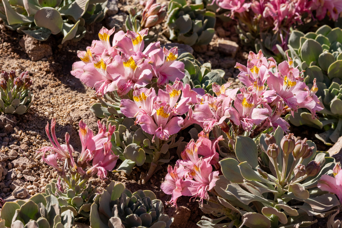 Alstroemeria umbellata (Alstroemeriaceae) Embalse El Yeso, Santiago, Chile. 10 feb 2024 Alstroemeria umbellata,Chile,Geotagged,Summer
