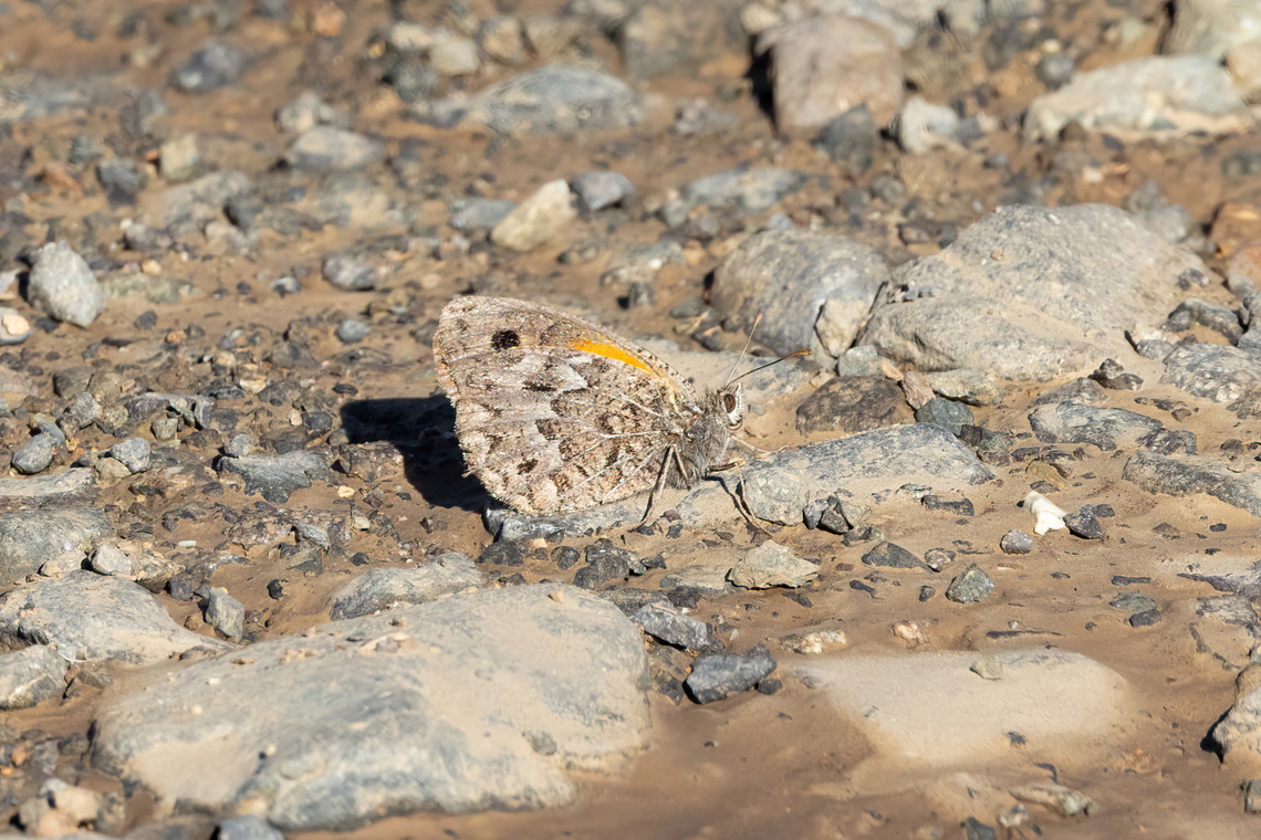 Argyrophorus chiliensis (Nymphalidae) Embalse El Yeso, Santiago, Chile. 10 feb 2024 Argyrophorus chiliensis,Chile,Geotagged,Summer