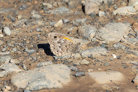 Argyrophorus chiliensis