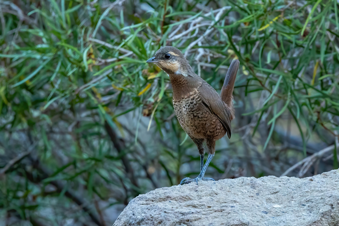 Moustached turca (Pteroptochos megapodius) Embalse El Yeso, Santiago, Chile. Feb 10, 2024  Chile,Geotagged,Moustached turca,Pteroptochos megapodius,Summer