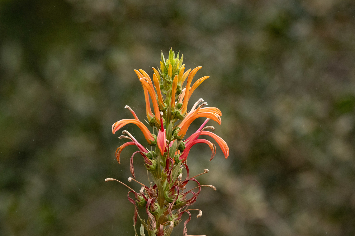 Devil's Tobacco (Lobelia excelsa) Quebrada Escobares, Villa Alemana, Chile. Feb 14, 2024 Chile,Devil's Tobacco,Geotagged,Lobelia excelsa,Summer