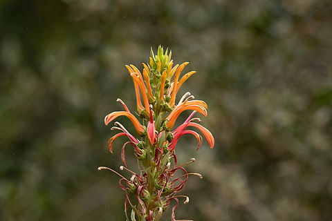 Devil's Tobacco (Lobelia excelsa) Quebrada Escobares, Villa Alemana, Chile. Feb 14, 2024 Chile,Devil's Tobacco,Geotagged,Lobelia excelsa,Summer