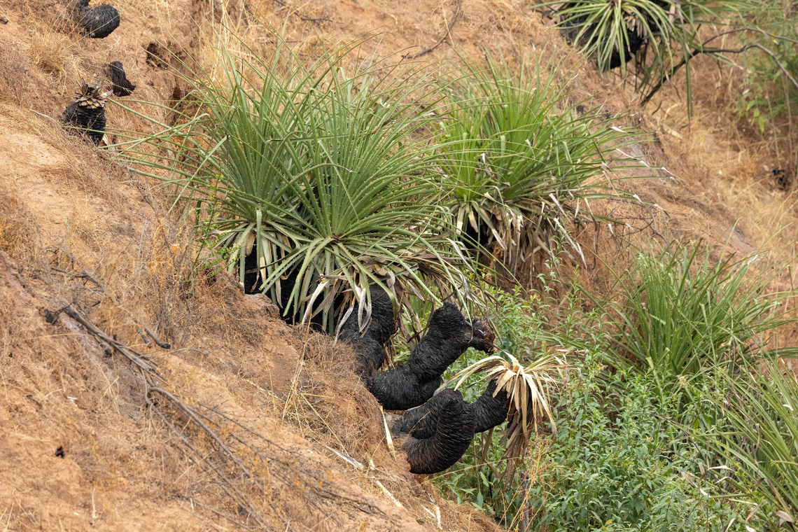 Sheep-eating Plant (Puya chilensis) Quebrada Escobares, Villa Alemana, Chile. Feb 14, 2024 Chile,Geotagged,Puya chilensis,Summer