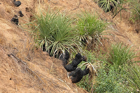 Sheep-eating Plant (Puya chilensis) Quebrada Escobares, Villa Alemana, Chile. Feb 14, 2024 Chile,Geotagged,Puya chilensis,Summer